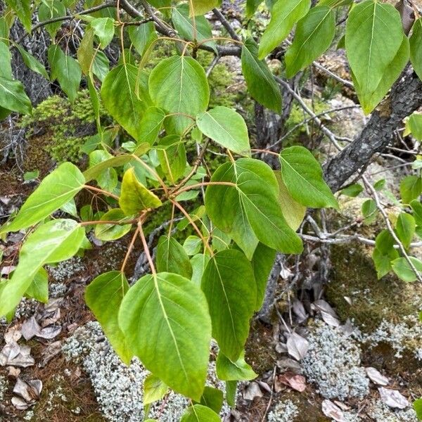 Populus balsamifera Leaf