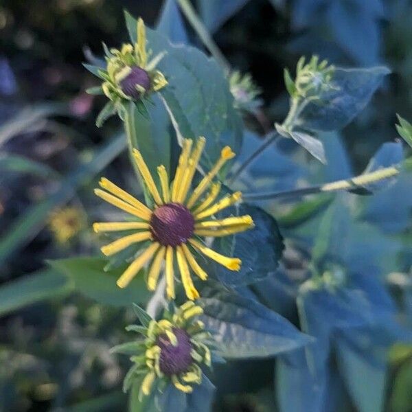 Rudbeckia subtomentosa ফুল