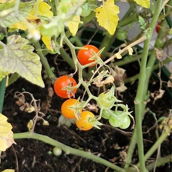 Solanum pimpinellifolium Vrucht