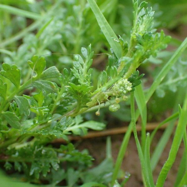 Lepidium didymum Other