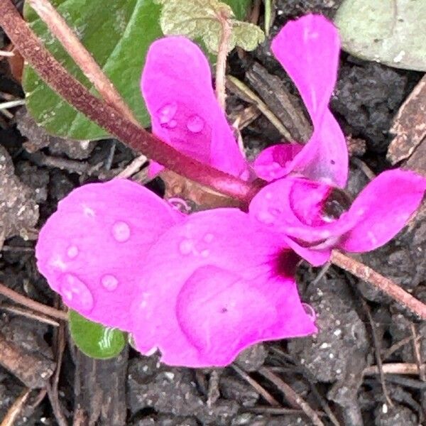 Cyclamen coum Blüte