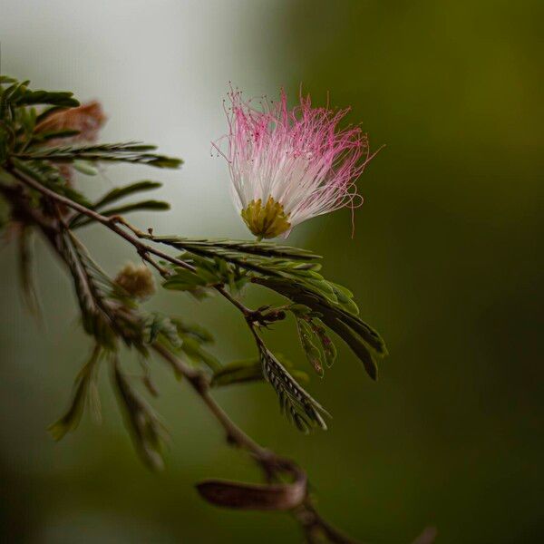 Calliandra surinamensis Lorea