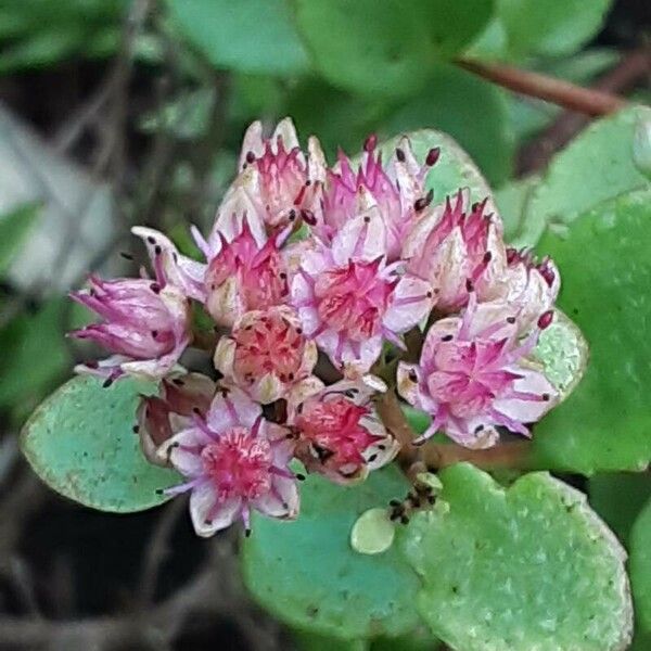 Hylotelephium sieboldii Blomst