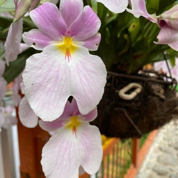 Papilionanthe teres Flower