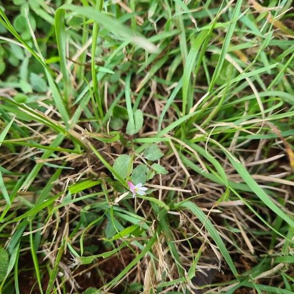 Lobelia purpurascens Flower