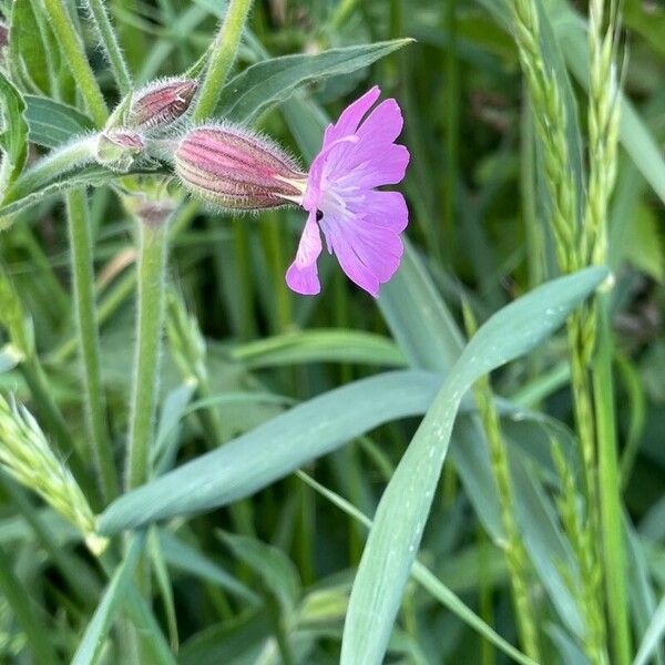 Silene × hampeana Flower