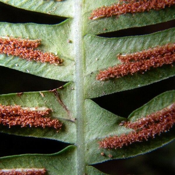 Blechnum polypodioides (Narrowleaf midsorus fern)