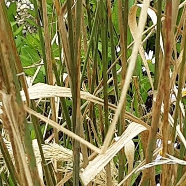 Calamagrostis epigejos Rinde