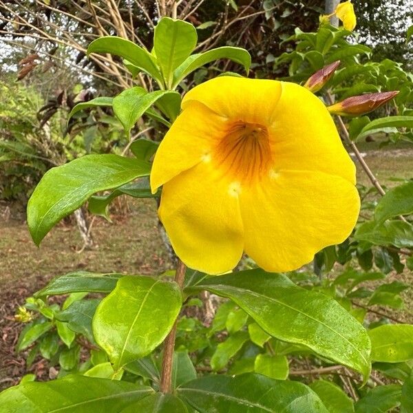 Allamanda cathartica Кветка