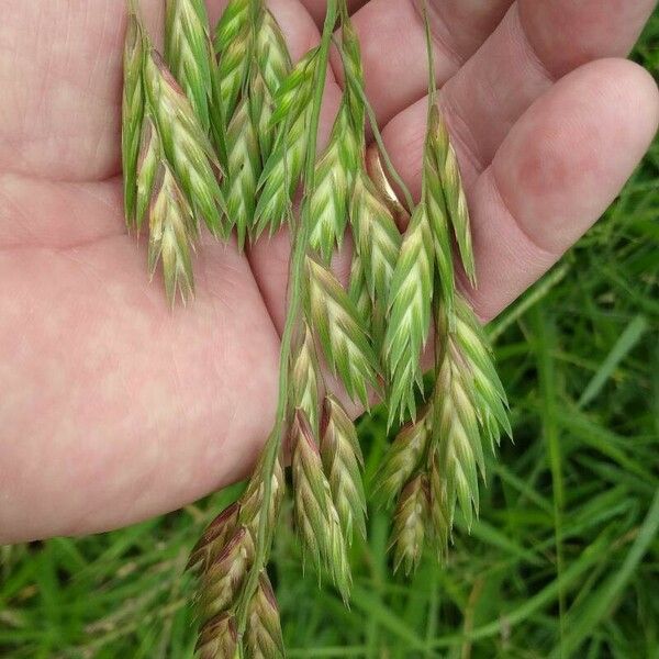 Bromus catharticus Floare