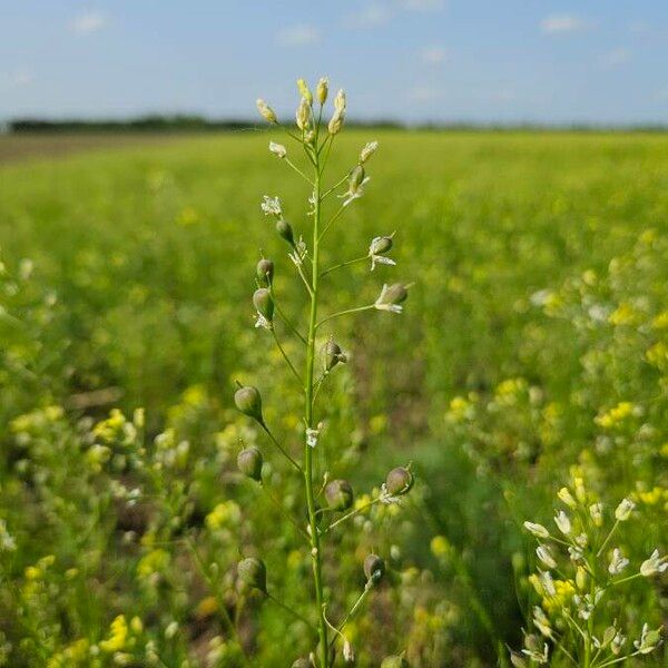 Camelina sativa ফল