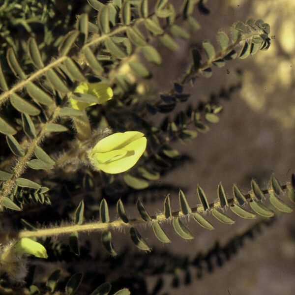 Astragalus caprinus Flor