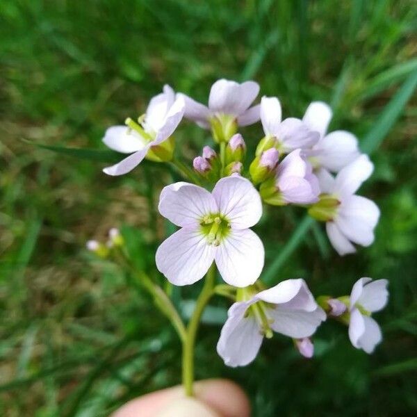 Cardamine pratensis Blüte