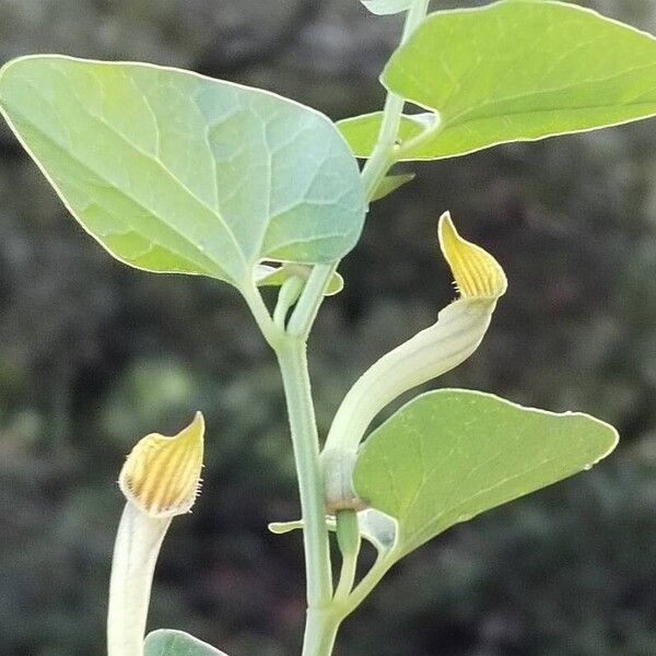 Aristolochia paucinervis ᱵᱟᱦᱟ