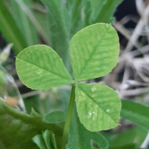 Trifolium nigrescens ᱥᱟᱠᱟᱢ