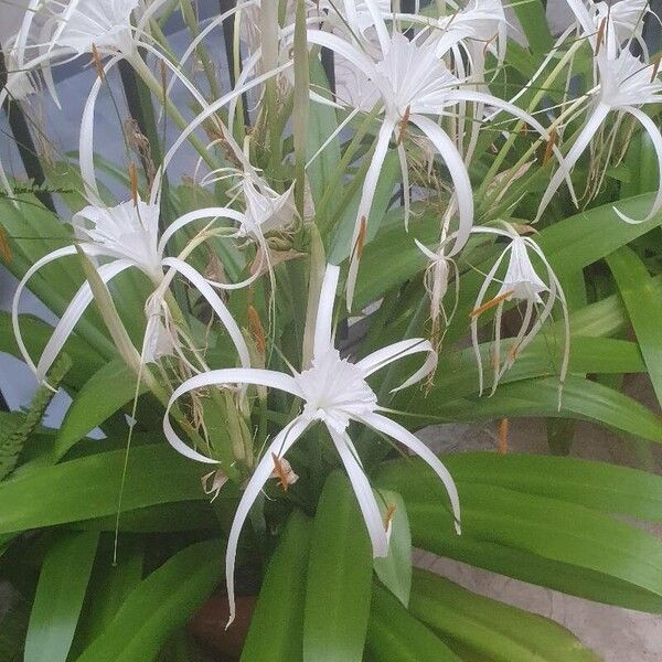 Hymenocallis littoralis Virág