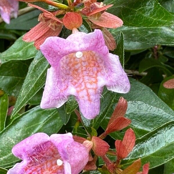 Abelia x grandiflora Kwiat