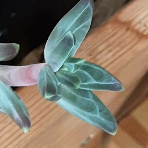 Pachyphytum compactum Liść