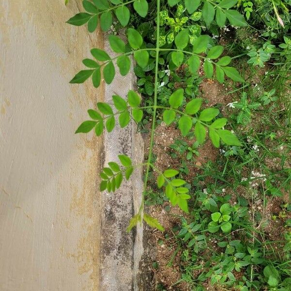 Jasminum grandiflorum Leaf