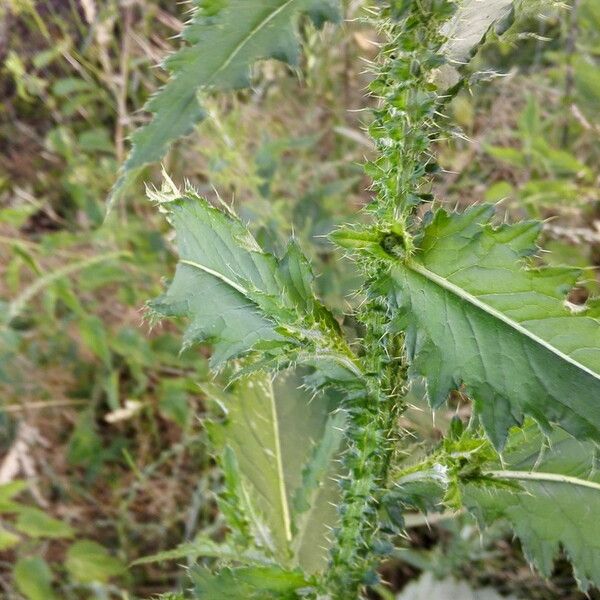 Carduus crispus Leaf