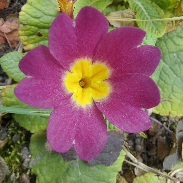 Primula vulgaris Flower