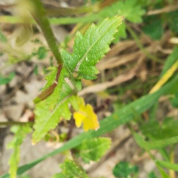 Brassica tournefortii Leaf