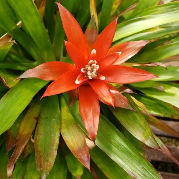 Guzmania lingulata Fiore