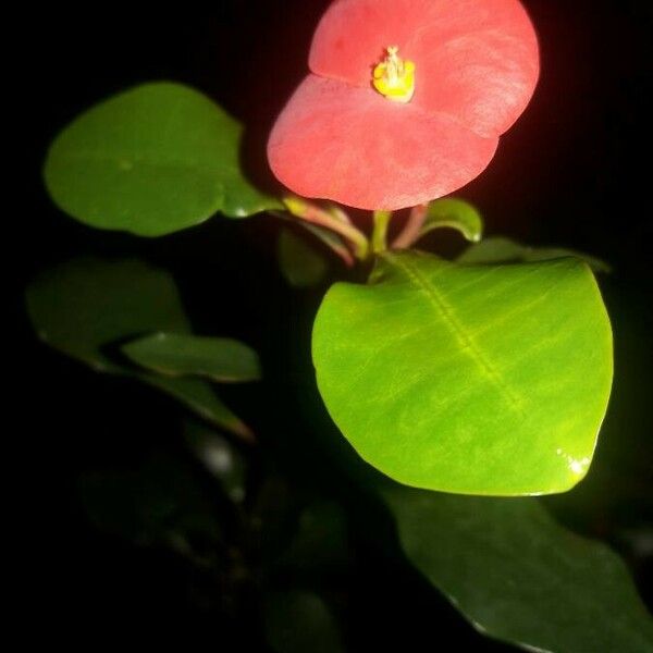 Euphorbia geroldii Leaf