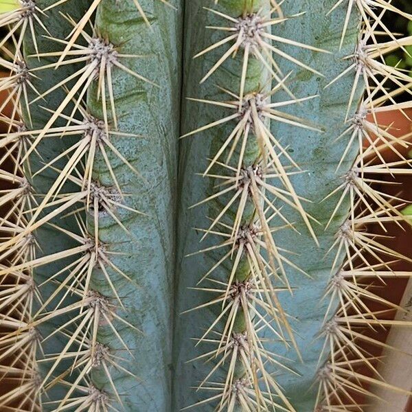 Pilosocereus pachycladus Folla