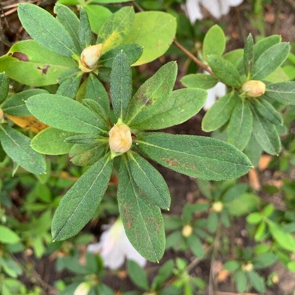 Rhododendron mucronatum Folha