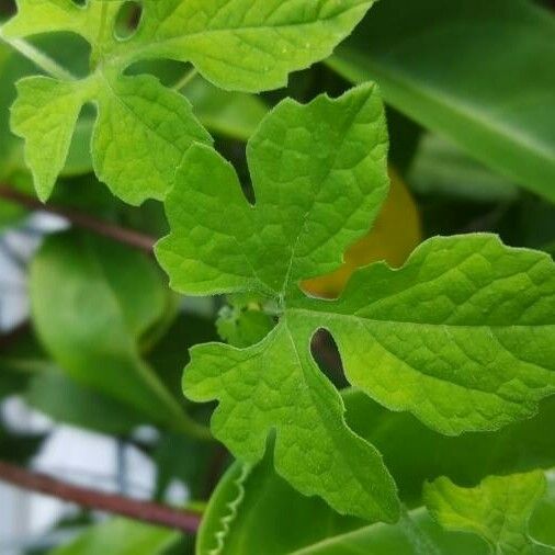 Momordica charantia Leaf