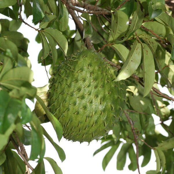 Annona muricata Fruit