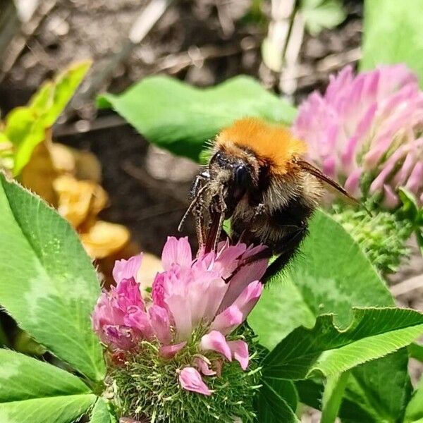 Trifolium pratense Цвят