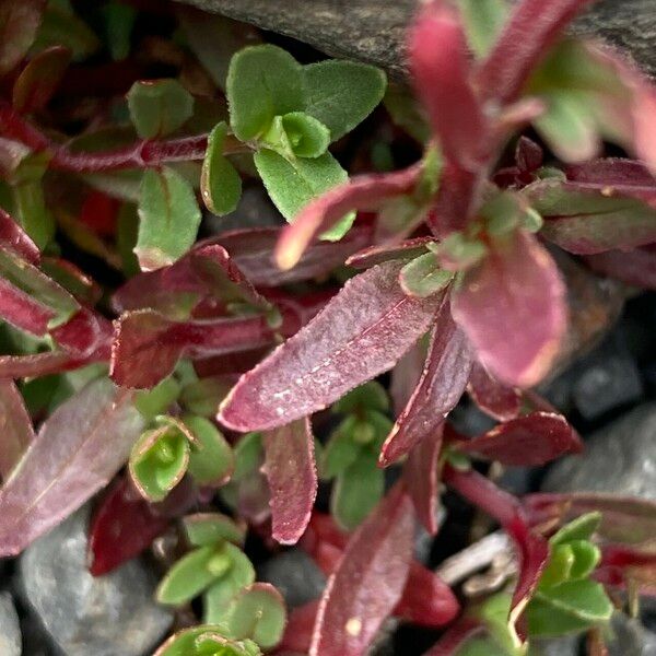 Epilobium denticulatum Leaf