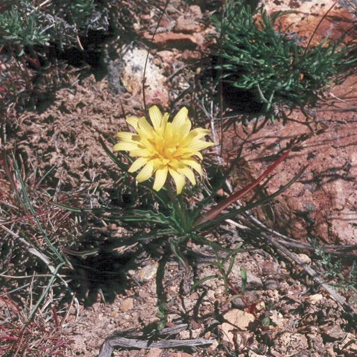 Agoseris glauca 形態