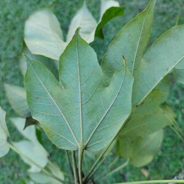 Sterculia apetala ᱥᱟᱠᱟᱢ