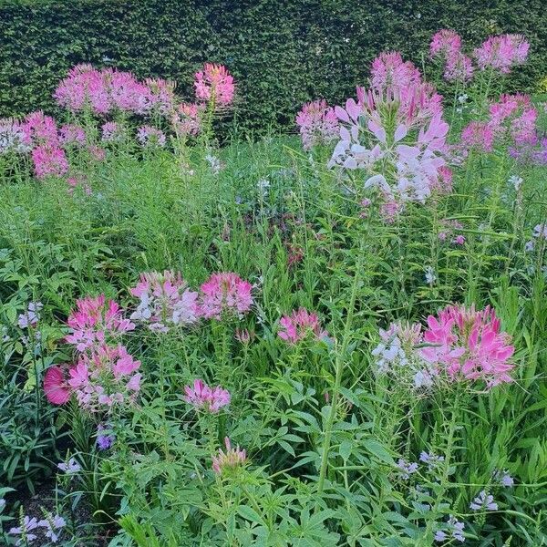 Cleome houtteana ᱵᱟᱦᱟ