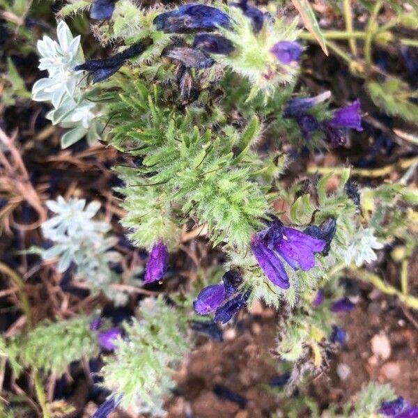 Echium sabulicola Flor