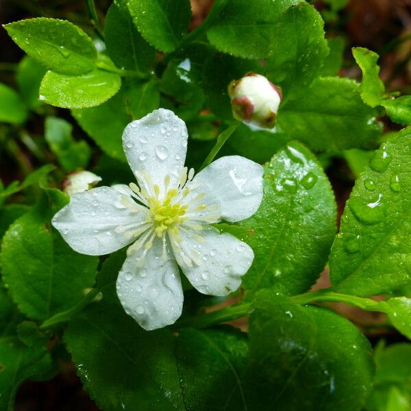 Ranunculus platanifolius Flower