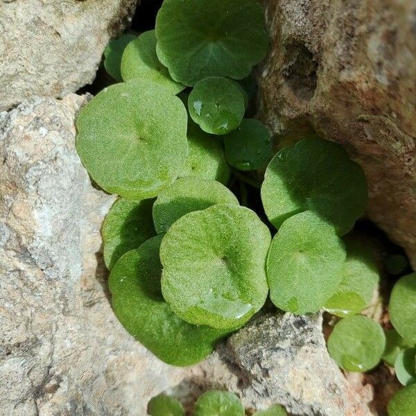 Umbilicus rupestris Folha