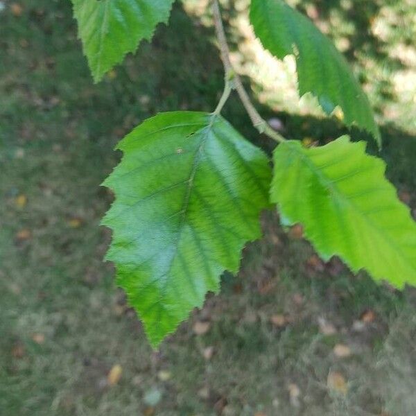 Betula nigra Лист