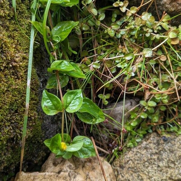 Lysimachia nemorum Yaprak