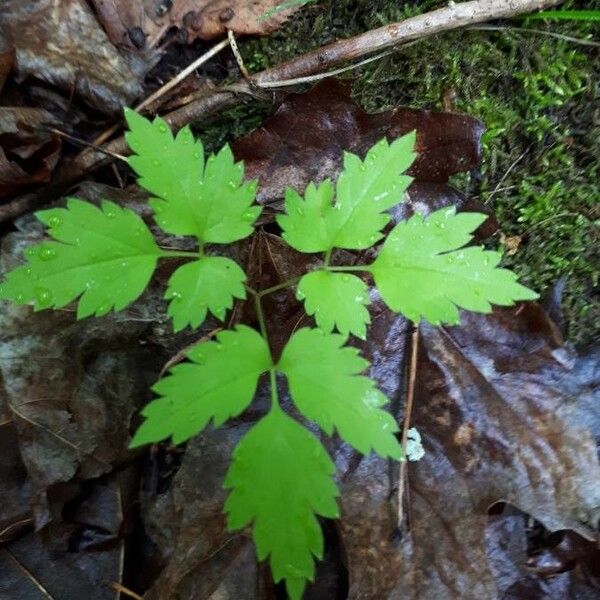 Actaea rubra পাতা