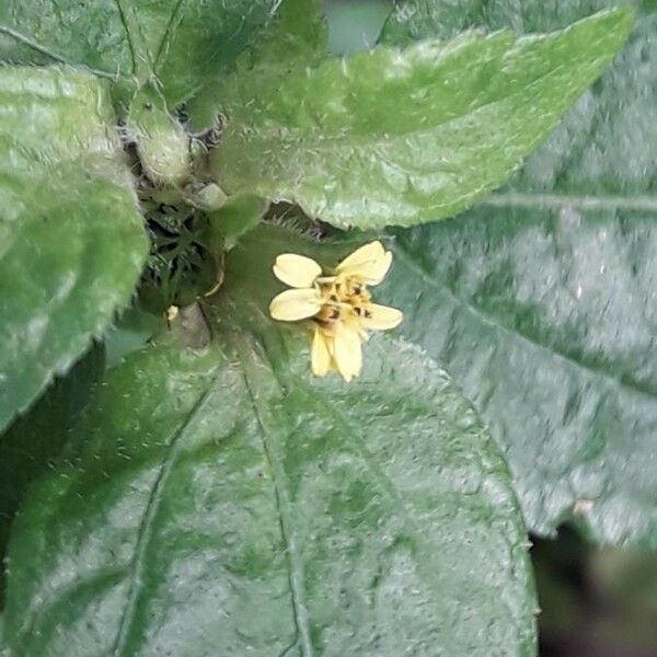 Synedrella nodiflora Flor