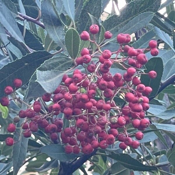 Photinia arbutifolia Frukto