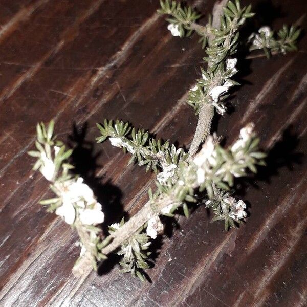 Asparagus acutifolius Kwiat