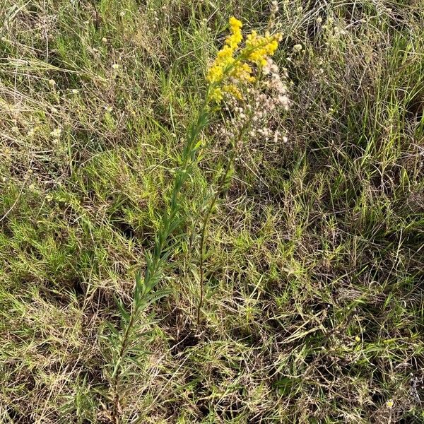 Solidago chilensis ശീലം