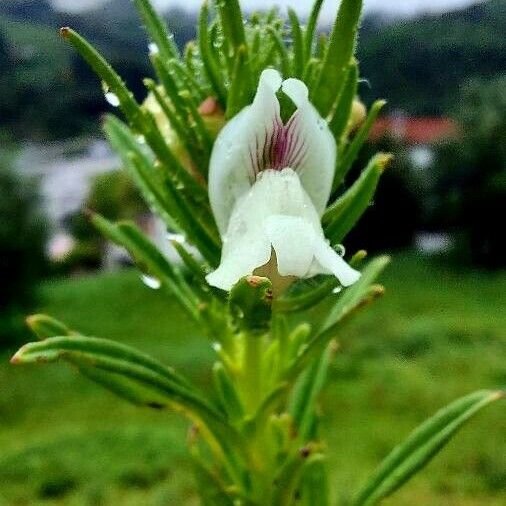 Misopates calycinum Blomst