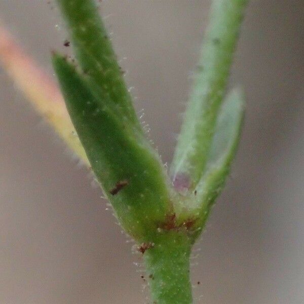 Sabulina verna Bark