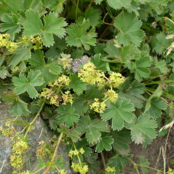 Alchemilla vetteri موطن